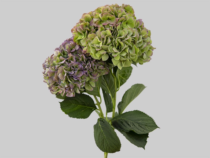 <h4>HORTENSIA FORCE CLASSICA 040 CM</h4>