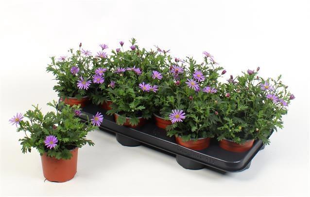 <h4>BRACH BRAS VIOLET</h4>