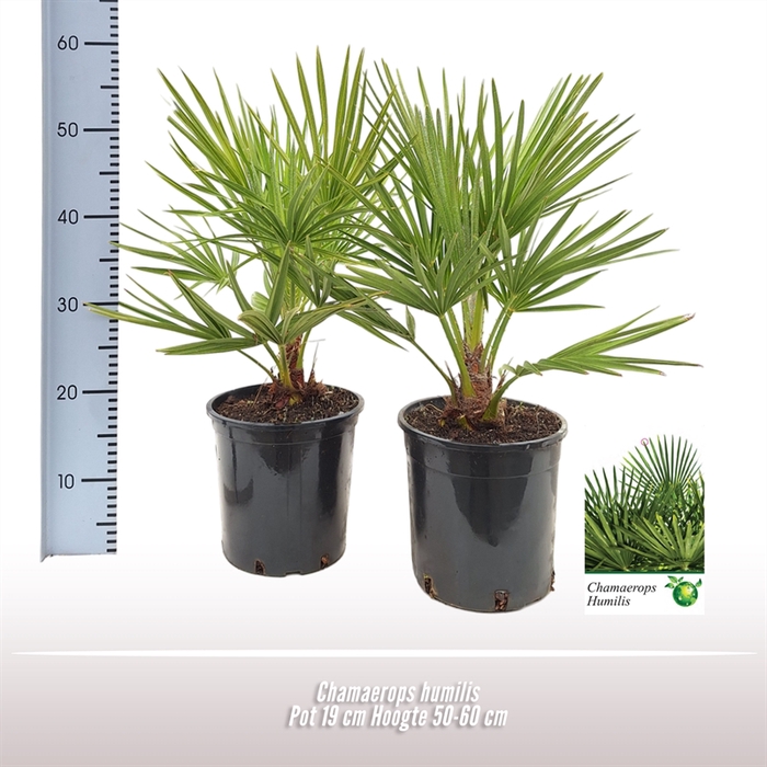 <h4>Chamaerops humilis</h4>