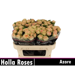 R TR AZORE
