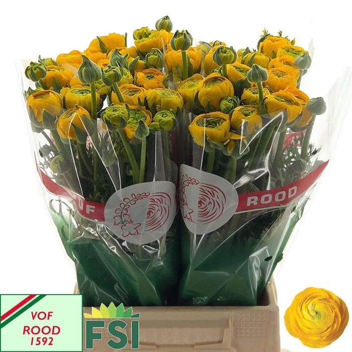 <h4>RAN AAZUR YELLOW</h4>