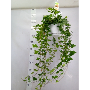 Hedera helix 'Wonder'