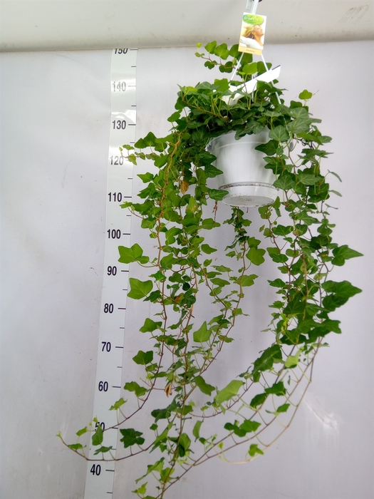 <h4>Hedera helix 'Wonder'</h4>