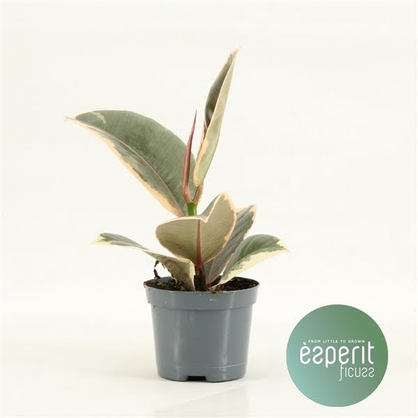 <h4>Ficus elastica Tineke</h4>