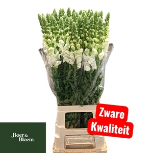 ANTIR POTO EARL WHIT