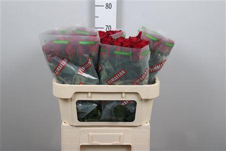 <h4>R Gr Madam Red</h4>