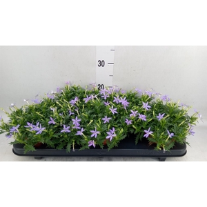 Isotoma axillaris 'Blue Star'