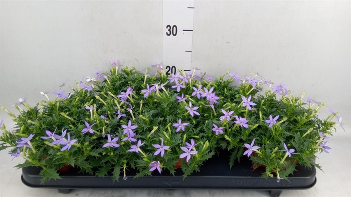 <h4>Isotoma axillaris 'Blue Star'</h4>