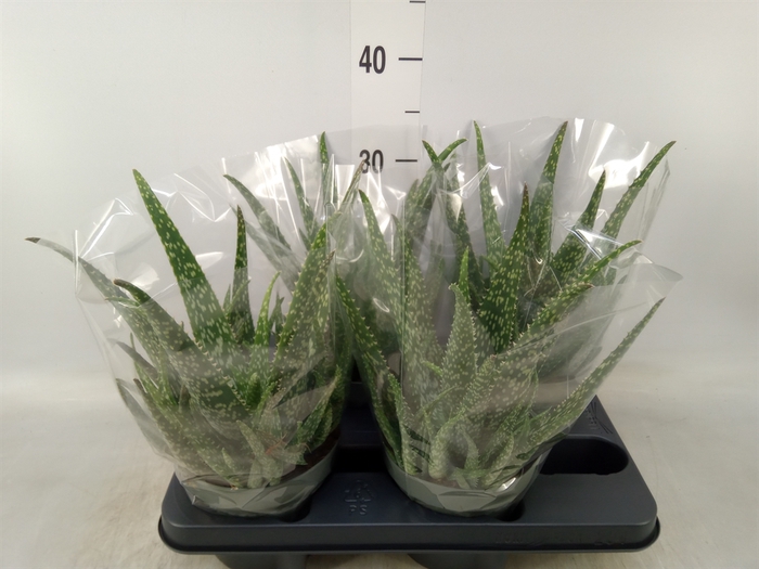 <h4>Aloe  'Tropical'</h4>