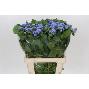 Ageratum Blue Planet