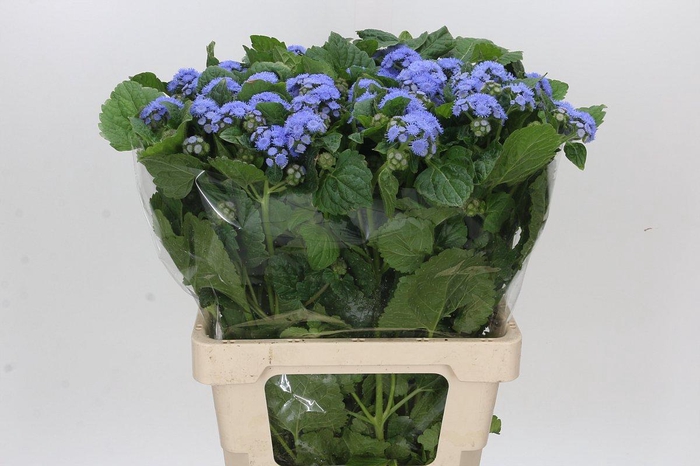 <h4>Ageratum Blue Planet</h4>
