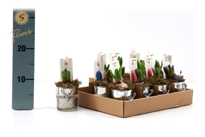 <h4>ARR HYACINTH H%</h4>