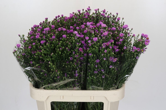 <h4>Aster Casarosa</h4>