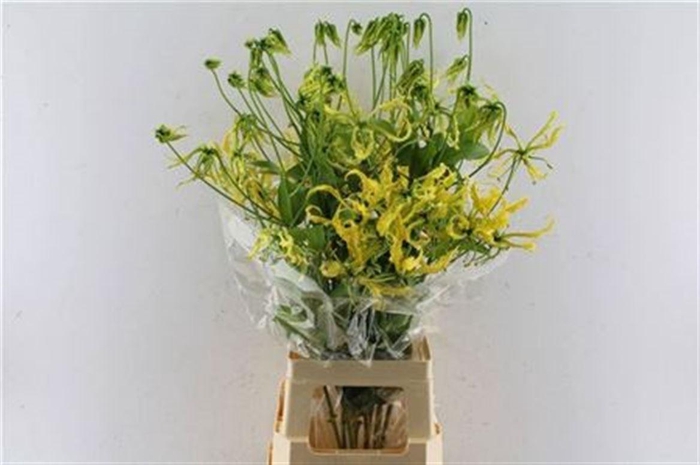 <h4>Gloriosa Rutea</h4>