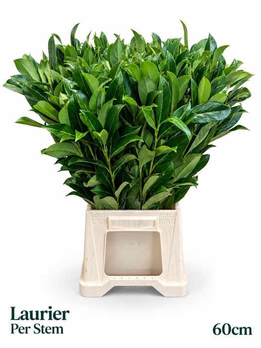 <h4>PRUNUS LAUROCERASUS</h4>
