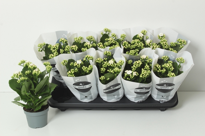 <h4>Kal Ge Perfecta Whit</h4>