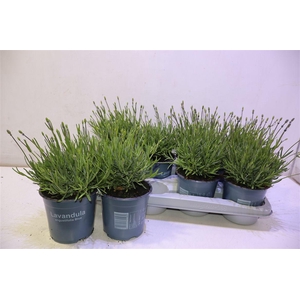 Lavan Angustifolia