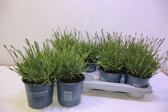 <h4>Lavan Angustifolia</h4>