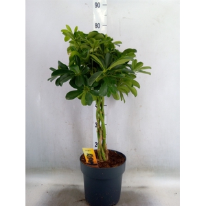 Schefflera arbor. 'Compacta'