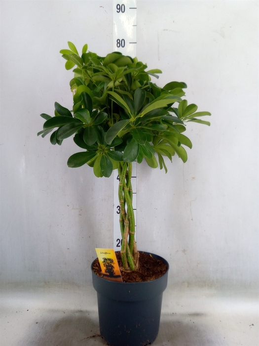 <h4>Schefflera arbor. 'Compacta'</h4>