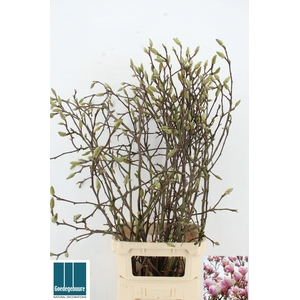 MAGNOLIA GRANDIFLORA