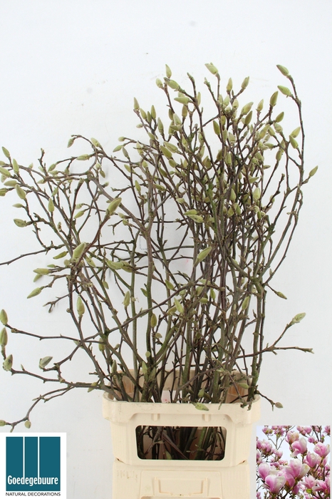 <h4>MAGNOLIA GRANDIFLORA</h4>