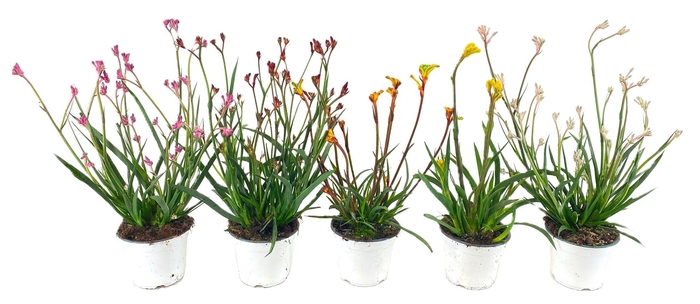 <h4>Anigozanthos</h4>