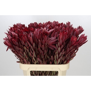 Leucadendron Jester