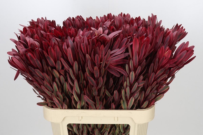<h4>Leucadendron Jester</h4>