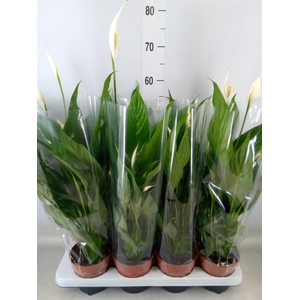 Spathiphyllum  'Sweet Chico'