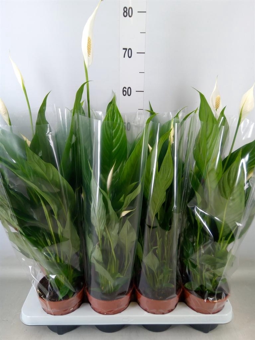<h4>Spathiphyllum  'Sweet Chico'</h4>