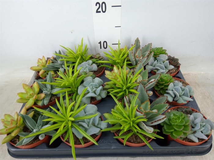 <h4>Succulents   ...</h4>