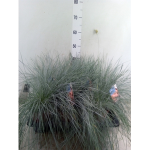Festuca glauca 'Intens Blue'