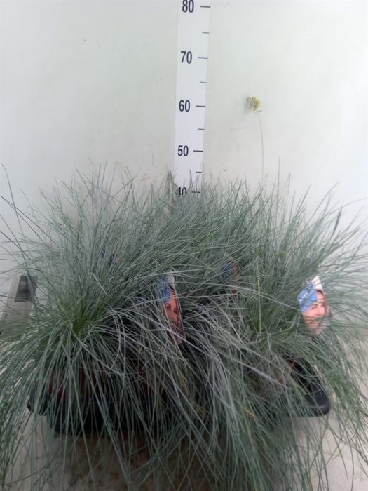 <h4>Festuca glauca 'Intens Blue'</h4>