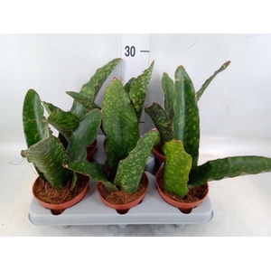 Sansevieria trifa.   ...