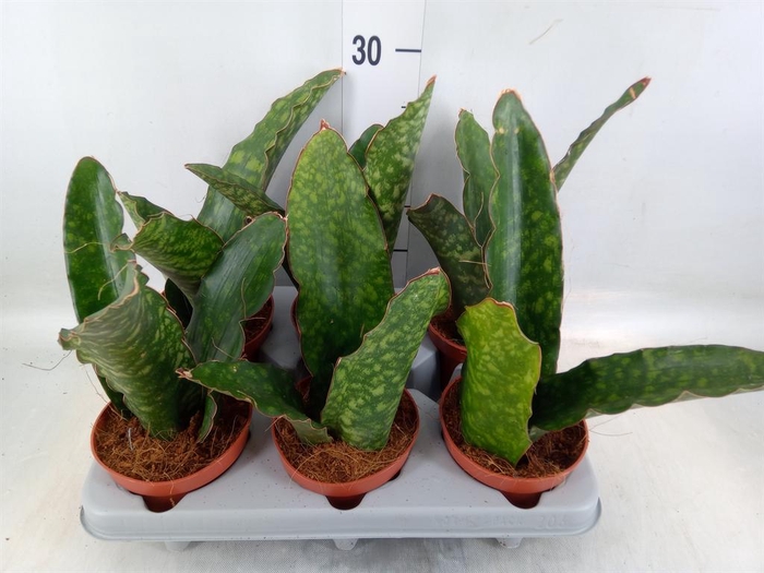 <h4>Sansevieria trifa.   ...</h4>