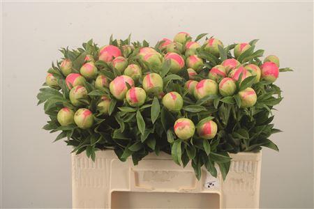 <h4>Paeo L Coral Sunset</h4>