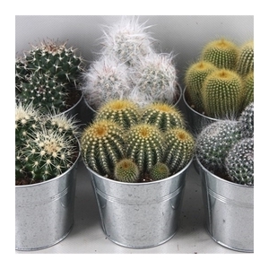 355 Bol in zinken pot 12 cm