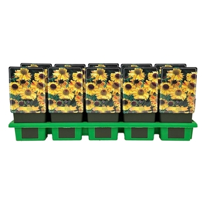 Helenium
