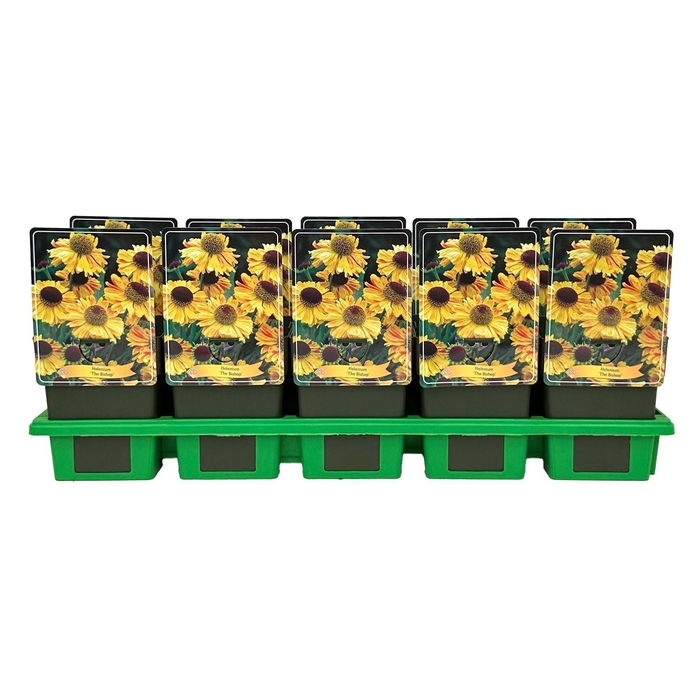 <h4>Helenium</h4>
