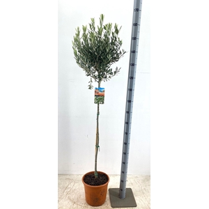OLEA EUROPAEA