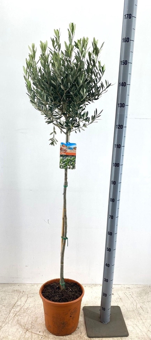 <h4>OLEA EUROPAEA</h4>