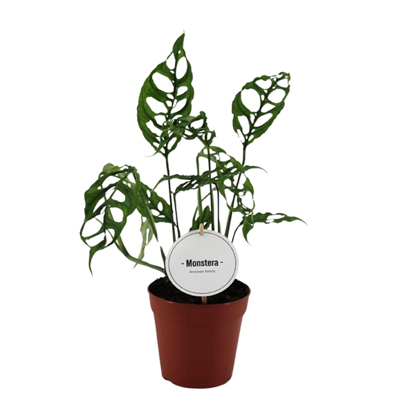 <h4>Monstera Obliqua Peru</h4>