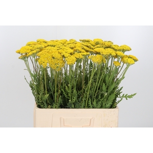 Achillea Overig