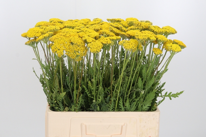 <h4>Achillea Overig</h4>