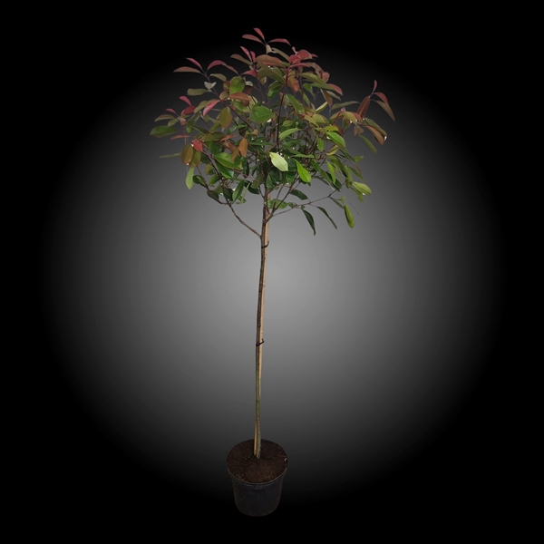 <h4>Photinia fr. 'Red Robin' 90st</h4>