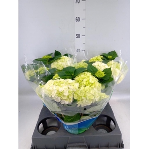 Hydrangea mac. 'Wudu'