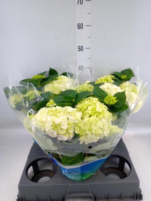 <h4>Hydrangea mac. 'Wudu'</h4>
