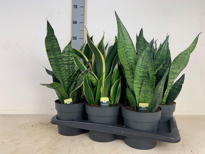 <h4>SANSEV TRIFASCIA  OV</h4>