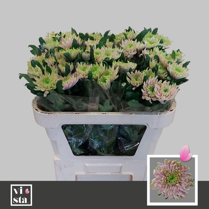 <h4>CHR G ROSSANO CHARLOTTE 50 GR.</h4>